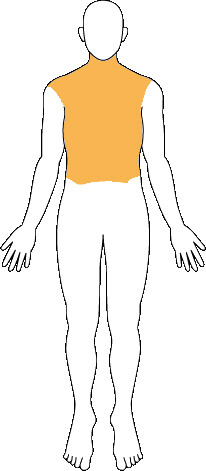 骨盤・胸腹部臓器等