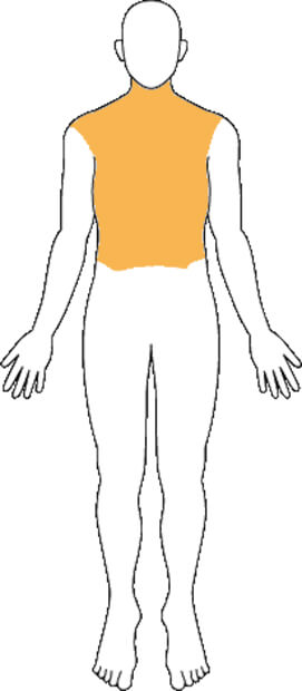 骨盤・胸腹部臓器等